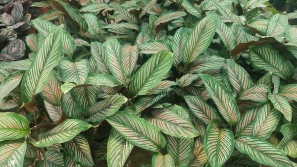 All about Calathea Plant care | Tips to keep Calathea Plant Healthy | Calathea Plant care | Calathe