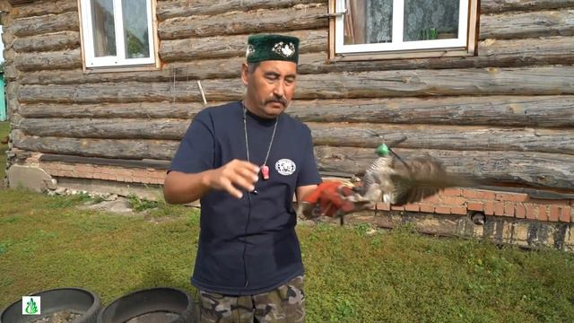 Приручение ловчих птиц. Вильдан Хасанов смотреть онлайн