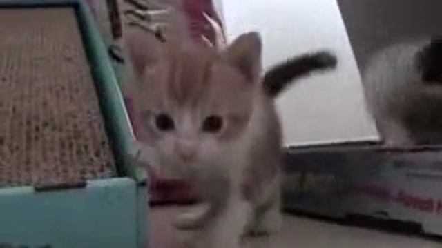 совсем маленькие котята vk смотреть онлайн