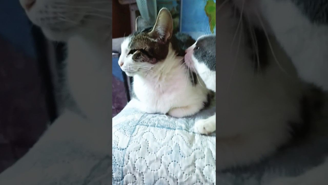 Давайте знакомиться!? Мурзик и Мура парочка#мурзик #кот #питомец #лайк #котики #приколы#любовь#мура смотреть онлайн