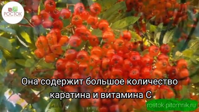 Рябина красная от Питомник Росток ? смотреть онлайн