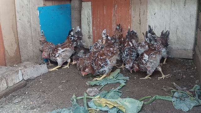 молодёжь. Русская хохлатая ситцевая. смотреть онлайн