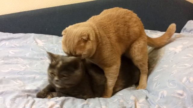 Ridiculous cats mating Part II (loud). смотреть онлайн