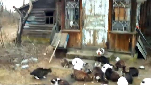 Салака на обед и новый чёрный КОТ крупным планом. Хутор LV #кошки смотреть онлайн