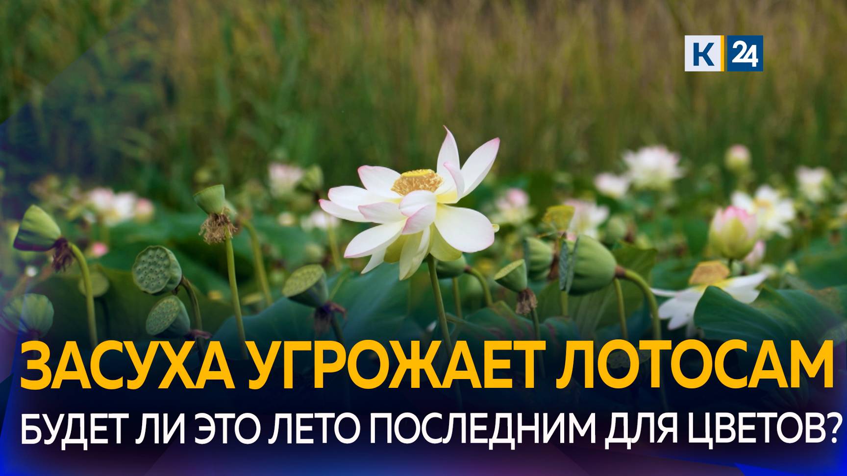 Озеро лотосов под Новороссийском полностью пересохло смотреть онлайн