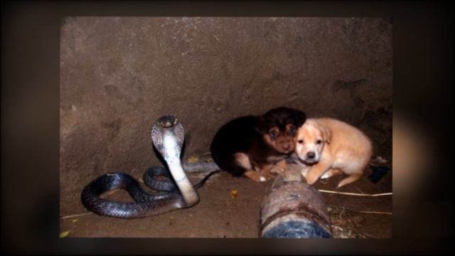 Королевская кобра помогла выжить щенкам, упавшим в колодец смотреть онлайн