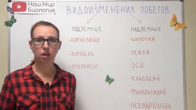 Видоизменения побегов смотреть онлайн