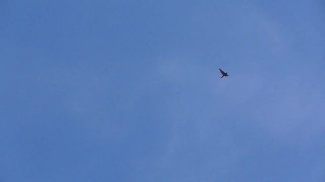 Сокол Сапсан жёстко напал на голубей. Peregrine Falcon attacked pigeons смотреть онлайн