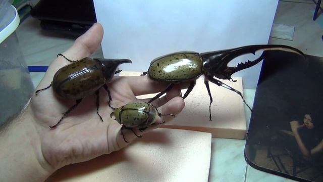 Dynastes hercules hercules (155mm), Dynastes tityus, Dynastes maya (87mm) on a hand смотреть онлайн