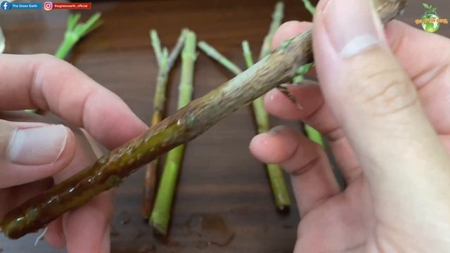 #109 : How To Grow Oleander From Cuttings? | Plant Propagation In Water And Coco Peat