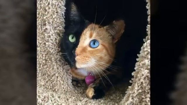 Необычайно красивые животные. смотреть онлайн