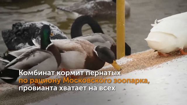 Городские утки на Лебедином озеро НЛМК смотреть онлайн