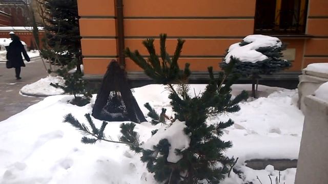 кедровый стланик . Анна Татаренко. смотреть онлайн