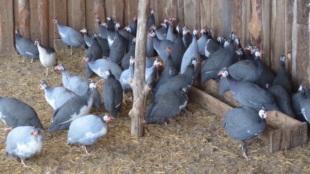 Разведение Африканских кур как бизнес идея