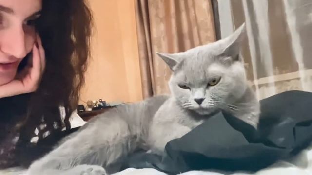 Я и моя красивая британская кошка по имени Герцогиня❤️#видеоскотами #британскаякошка смотреть онлайн
