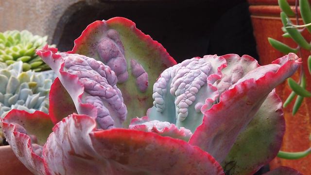 Echeveria 'Baron Bold' Succulent Type