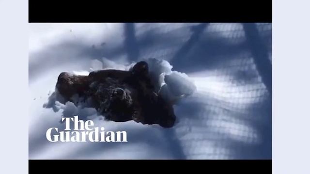 Гризли Бу вышел из спячки смотреть онлайн