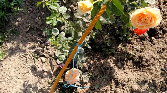 Роза Полька, роза Мидсаммер, роза Майнтауэр- первогодки смотреть онлайн