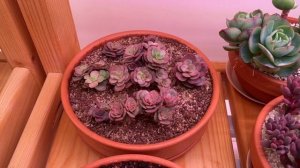 ?Мои суккуленты по итогам весны 2023 (часть 3)?