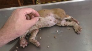 A sad story: Mangoworm puppy - RIP