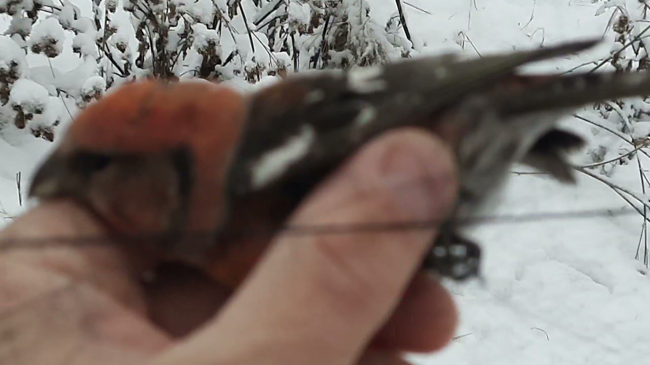 Ловля белопоясых клестов 14 ноября 2021 год. смотреть онлайн