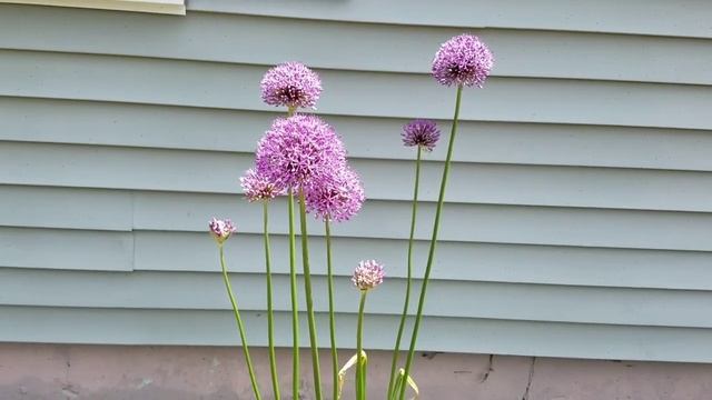 Allium Purple Sensation and Allium Gladiator смотреть онлайн