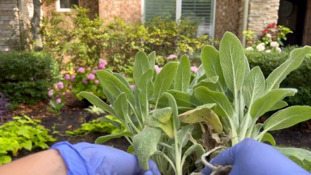 Creating a hydrangea hedge and planting lamb’s ear 🐑 смотреть онлайн