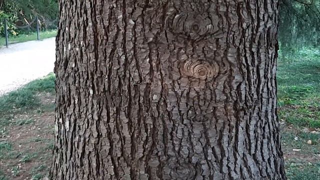 Белка! - Сама прибежала, но нечем было угостить. Парк,,Южные культуры,, - Адлер - 2021, август смотреть онлайн