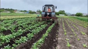 Окучиваем картофель на МТЗ-82