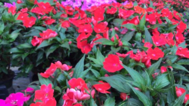 31 Prelude No. 12 Chris Zabriskie Classical Calm смотреть онлайн