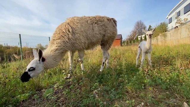 ПЛОД ЛЮБВИ АЛЬПАКА И ЛАМЫ — ЛАМПАКА АМУР ПРАЗДНУЕТ ГОДИК СО ДНЯ РОЖДЕНИЯ? смотреть онлайн