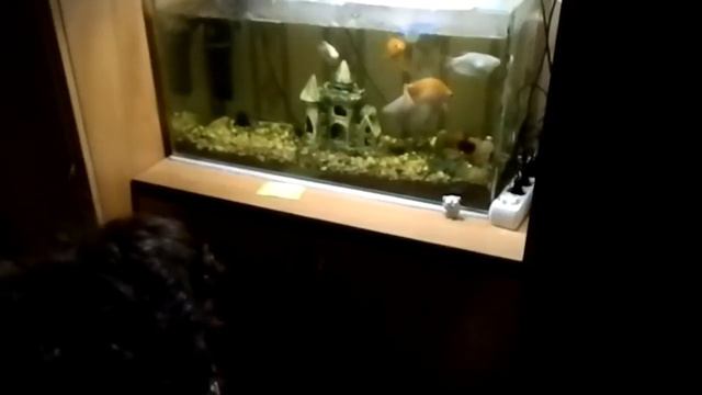 Печальная Battlefield 4 смотреть онлайн