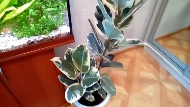 Фикус Каучуконосный,формируем крону.часть (1) смотреть онлайн