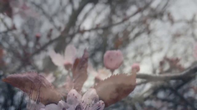 iPhone 6s 4K video смотреть онлайн