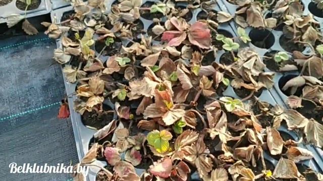 Саженцы клубники последствия аномальной зимы. Belklubnika.by.mp4 смотреть онлайн