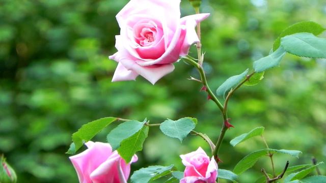 Single Petal of a Rose смотреть онлайн