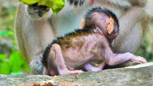 Tiny baby monkeys are very active to walk making mom Spring hard to care for.