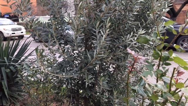 Оливковое дерево в Геленджике смотреть онлайн