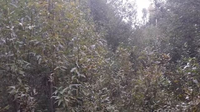 НА КАРАКАТЕ ПО БЕЗДОРОЖЬЮ. НАШЕЛ БОРОВИК. смотреть онлайн