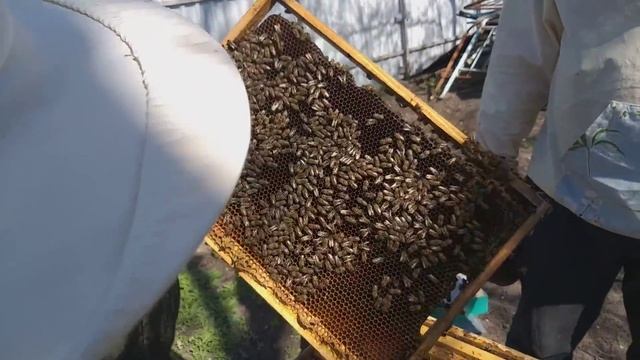 Американский гнилец. Что это такое? И как с этим бороться? смотреть онлайн