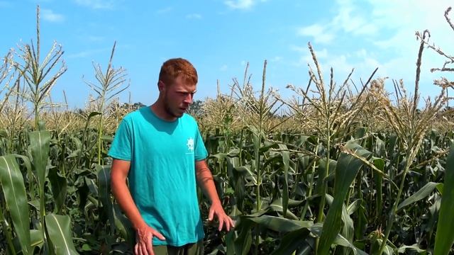 Лучшие сорта супер сладкой кукурузы смотреть онлайн