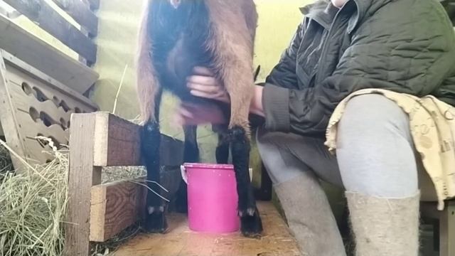 Дойка КОЗ покрытых до года ( 8,7и 5дней с момента ОКОТА)? Кормление ЗЕРНОМ коз до ОКОТА и на РАЗДОЕ смотреть онлайн