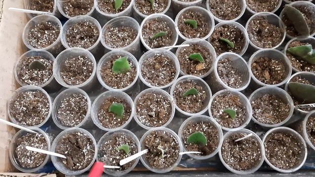 Подписываем фиалки. КАК УПРОСТИТЬ НУДНУЮ но очень НУЖНУЮ РАБОТУ? смотреть онлайн