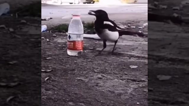 животные даже умнее людей . #сорока #пьет #воду смотреть онлайн