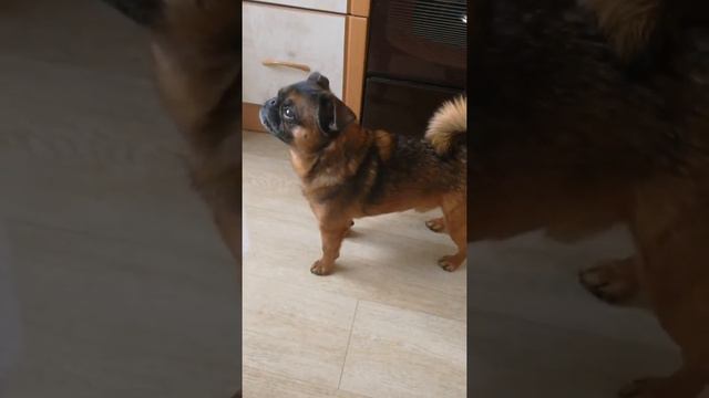 Ужасные птички