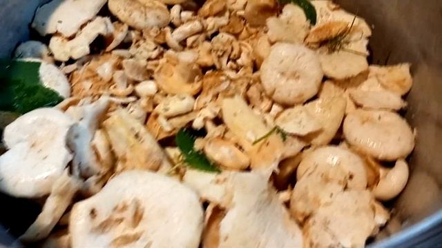 Простейшая засолка груздей без варки смотреть онлайн