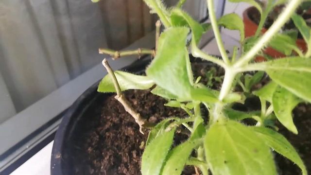 Петуния цветет? А пеларгония? смотреть онлайн