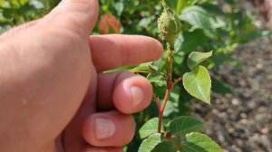 Роза Абрахам Дерби. Английские розы в Подмосковье