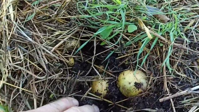 новый способ выращивания рассады томатов... смотреть онлайн