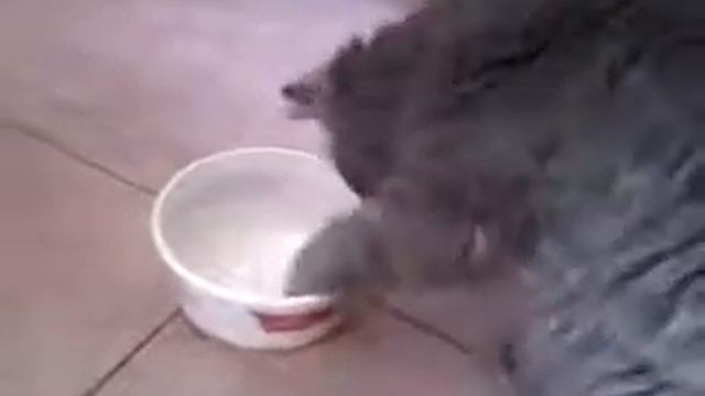 Кошка ест сметану лапой =) смотреть онлайн
